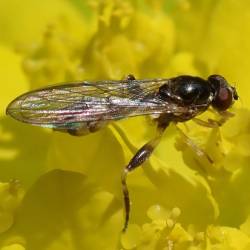 Sphegina clunipes